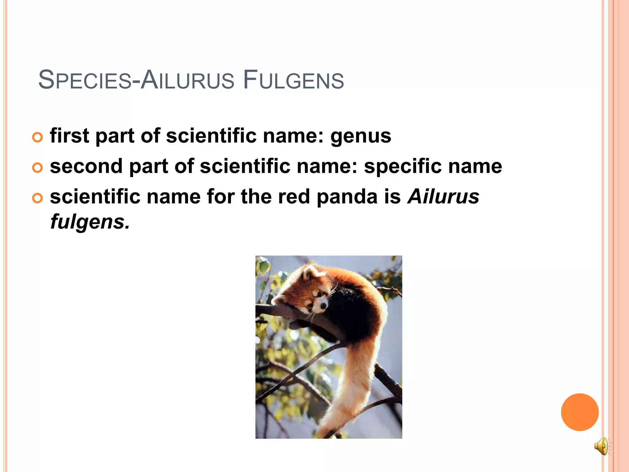 Species-AilurusFulgensfirst part of scientific name: genussecond part of scientific name: specific name scientific name for the red panda is Ailurusfulgens. 