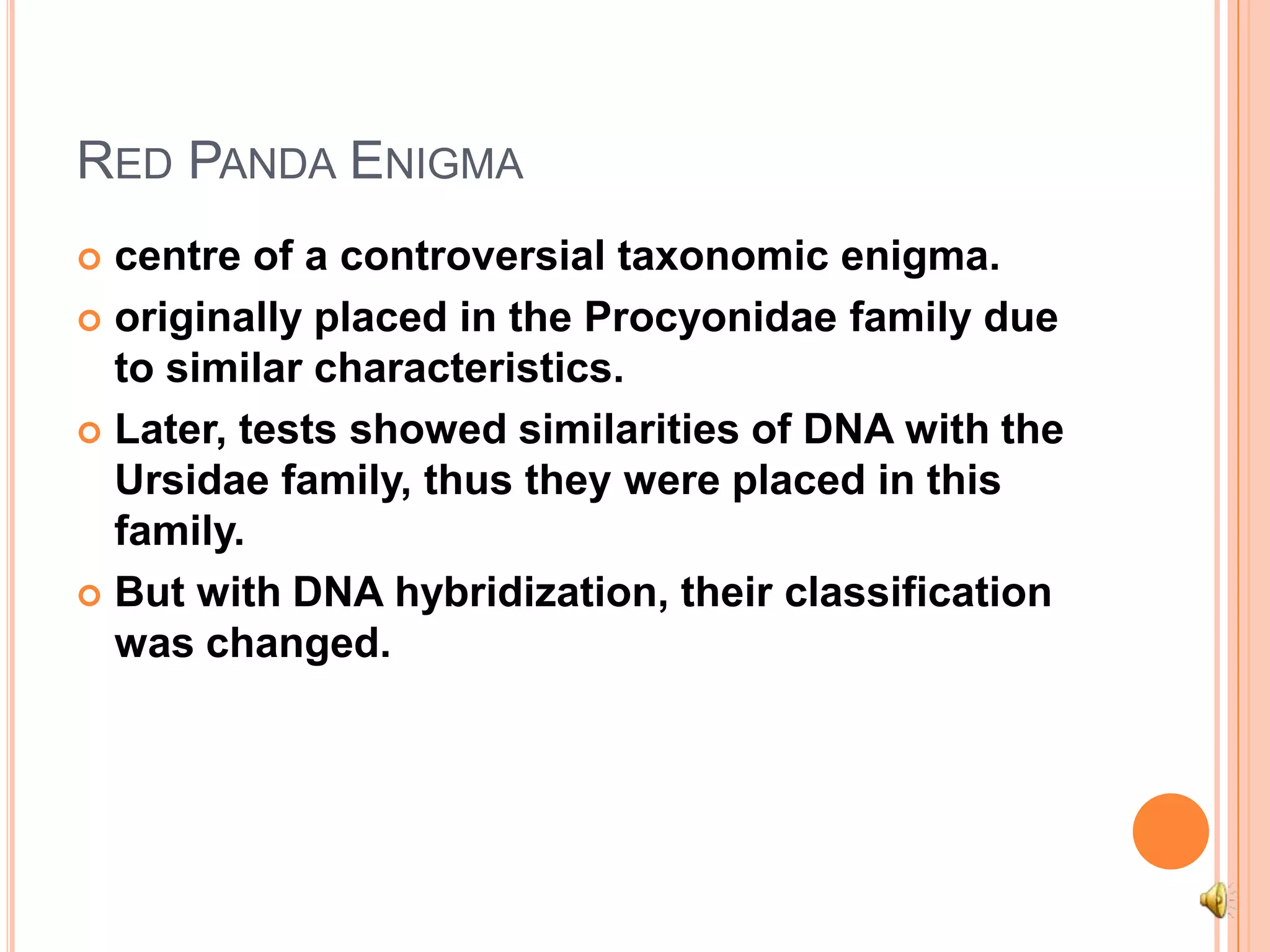 Red Panda Enigmacentre of a controversial taxonomic enigma.originally placed in the Procyonidae family due to similar characteristics. Later, tests showed similarities of DNA with the Ursidae family, thus they were placed in this family. But with DNA hybridization, their classification was changed.