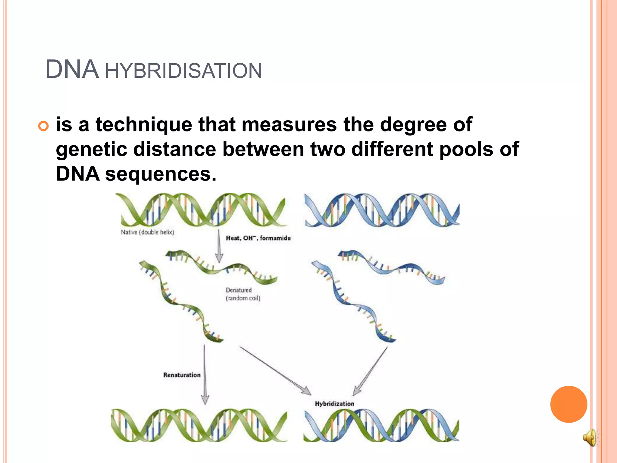 DNA hybridisationis a technique that measures the degree of genetic distance between two different pools of DNA sequences. 