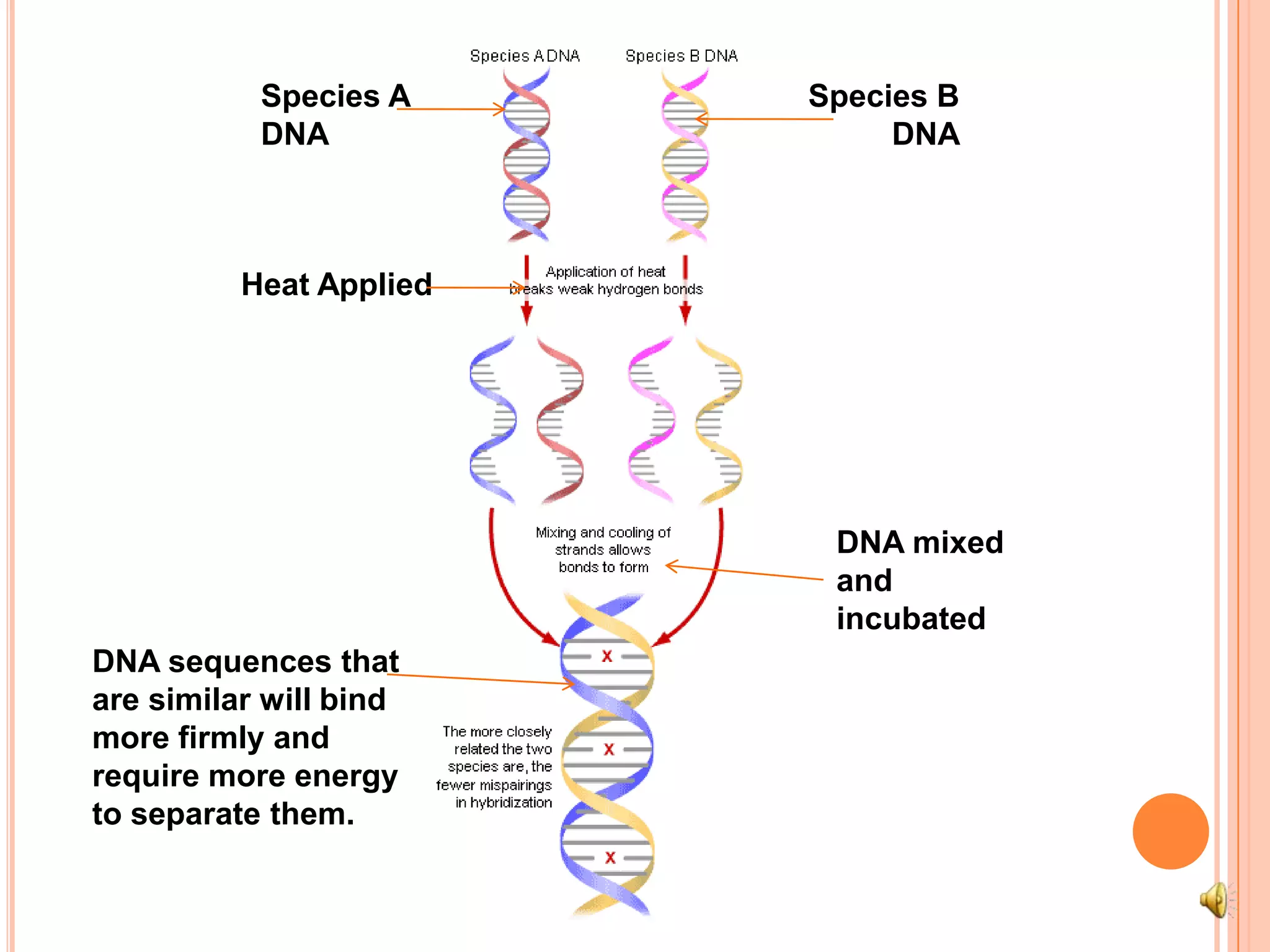 Species A DNASpecies B DNAHeat AppliedDNA mixed and incubatedDNA sequences that are similar will bind more firmly and require more energy to separate them.