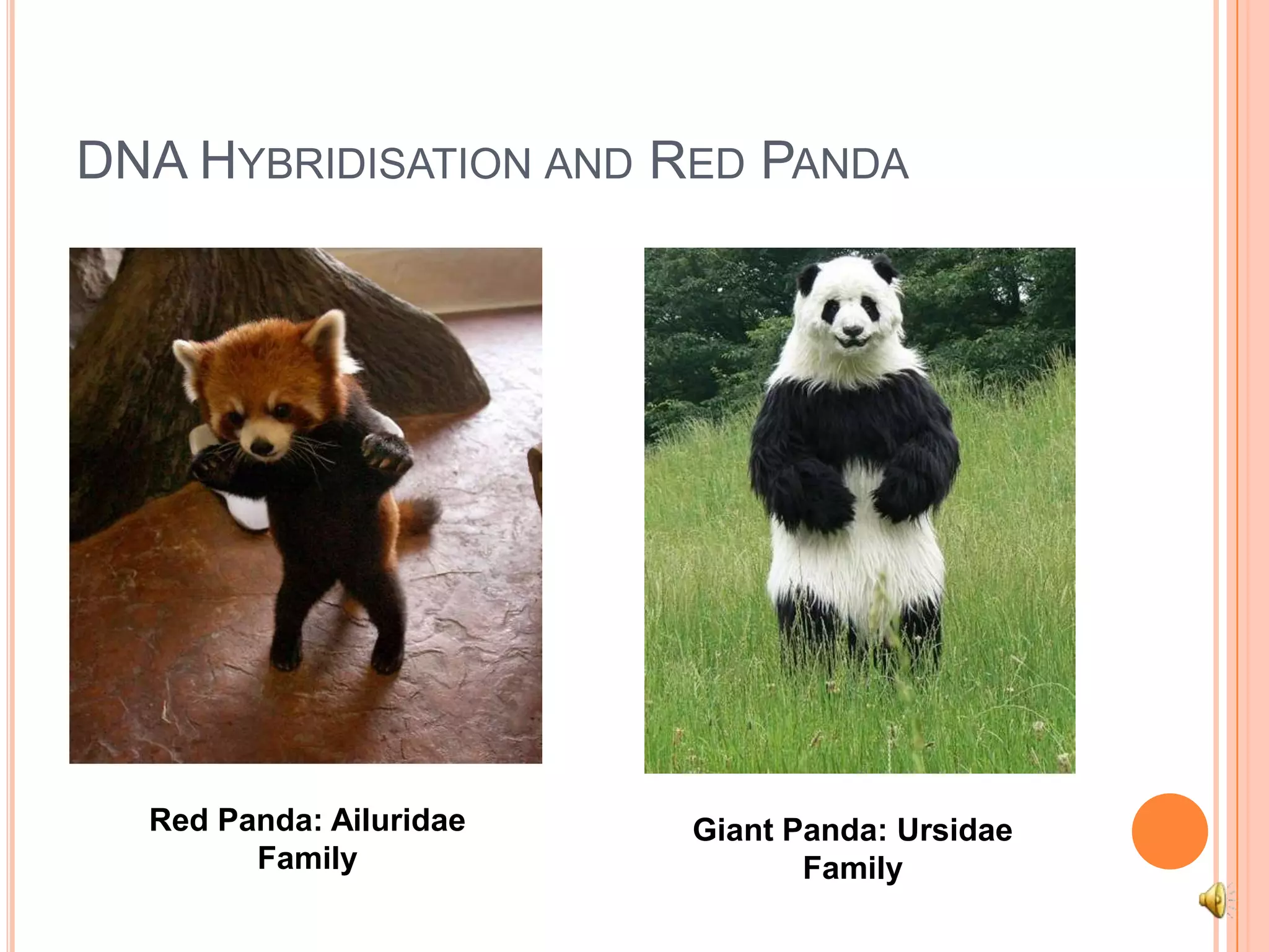 DNA Hybridisation and Red PandaRed Panda: Ailuridae FamilyGiant Panda: Ursidae Family
