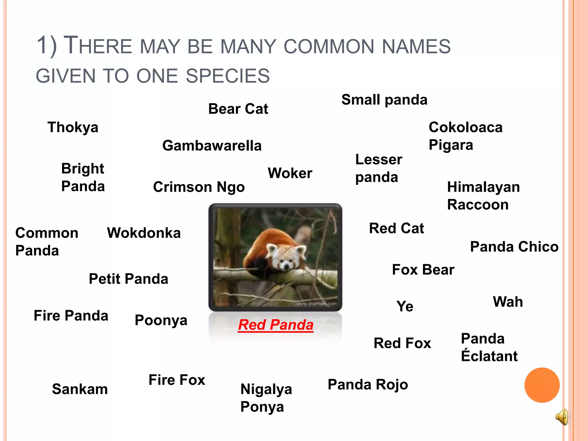 1) There may be many common names given to one speciesSmall pandaBear CatCokoloacaPigaraThokyaGambawarellaLesser pandaBright PandaWokerHimalayan RaccoonCrimson NgoRed CatCommon PandaWokdonkaPanda ChicoFox BearPetit PandaWahYeFire PandaPoonyaRed PandaPanda ÉclatantRed FoxFire FoxPanda RojoNigalyaPonyaSankam