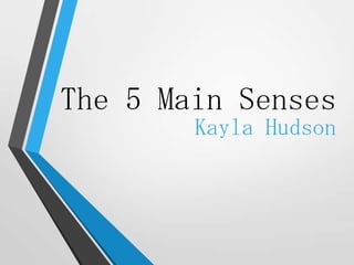 The 5 Main Senses
Kayla Hudson

 