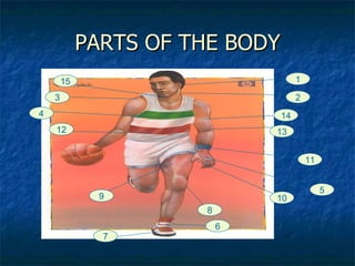 PARTS OF THE BODY 1 2 15 3 14 13 12 4 11 5 10 8 9 6 7 