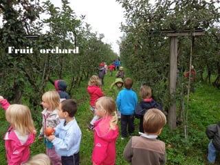 Fruit orchard

 
