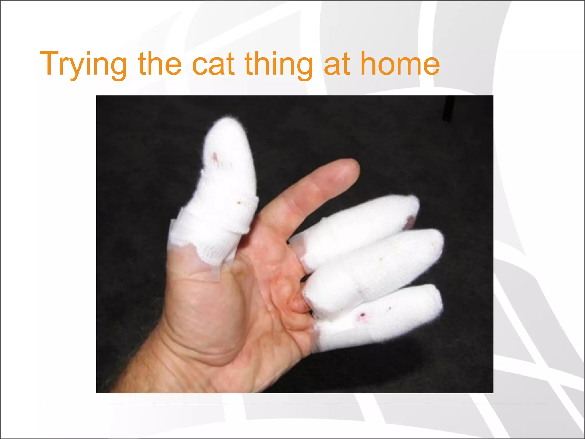 Trying the cat thing at home
 