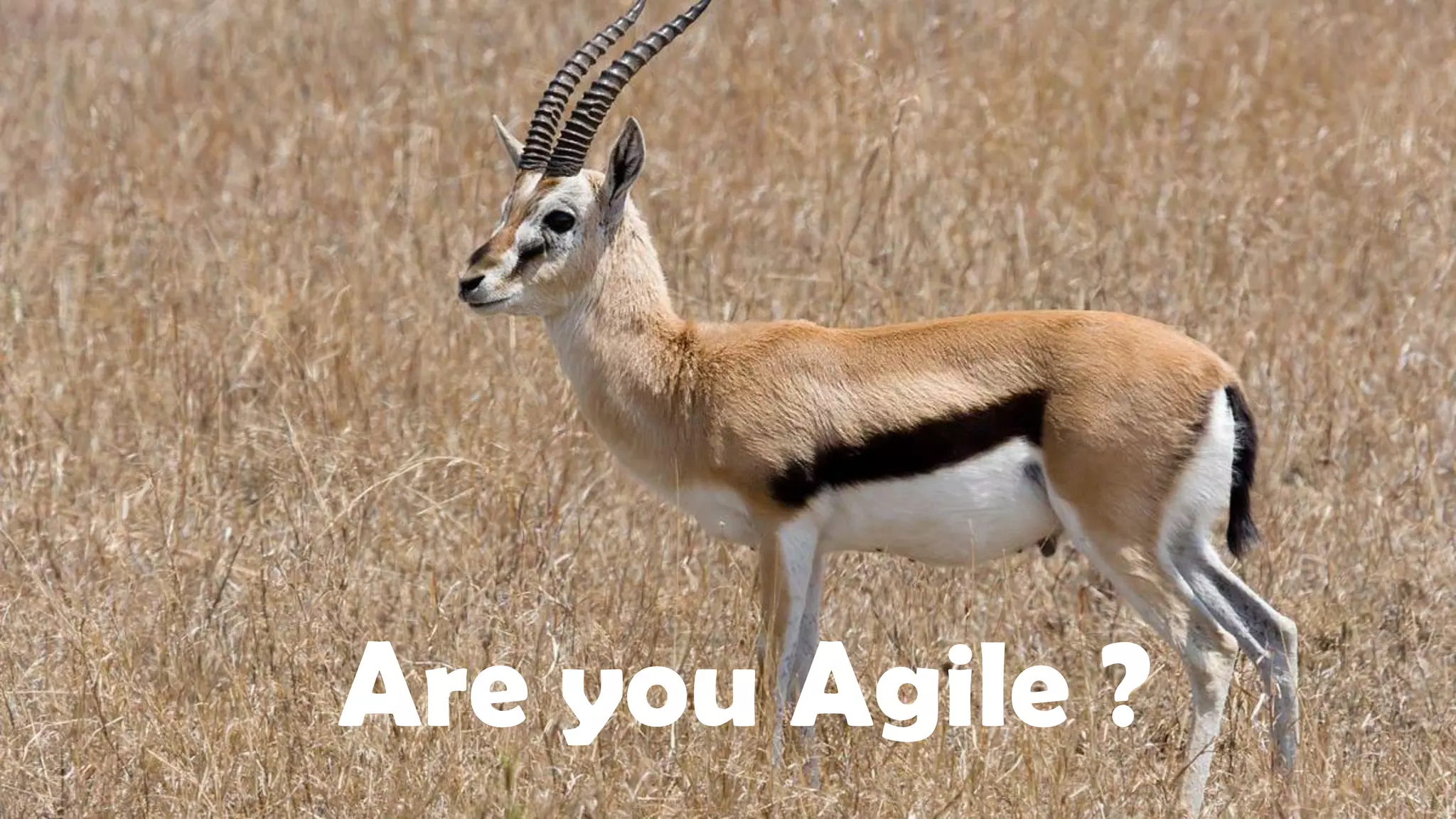Are you Agile ?
 