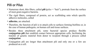 Comprehensive Overview of Agricultural Microbiology: Bacterial ...