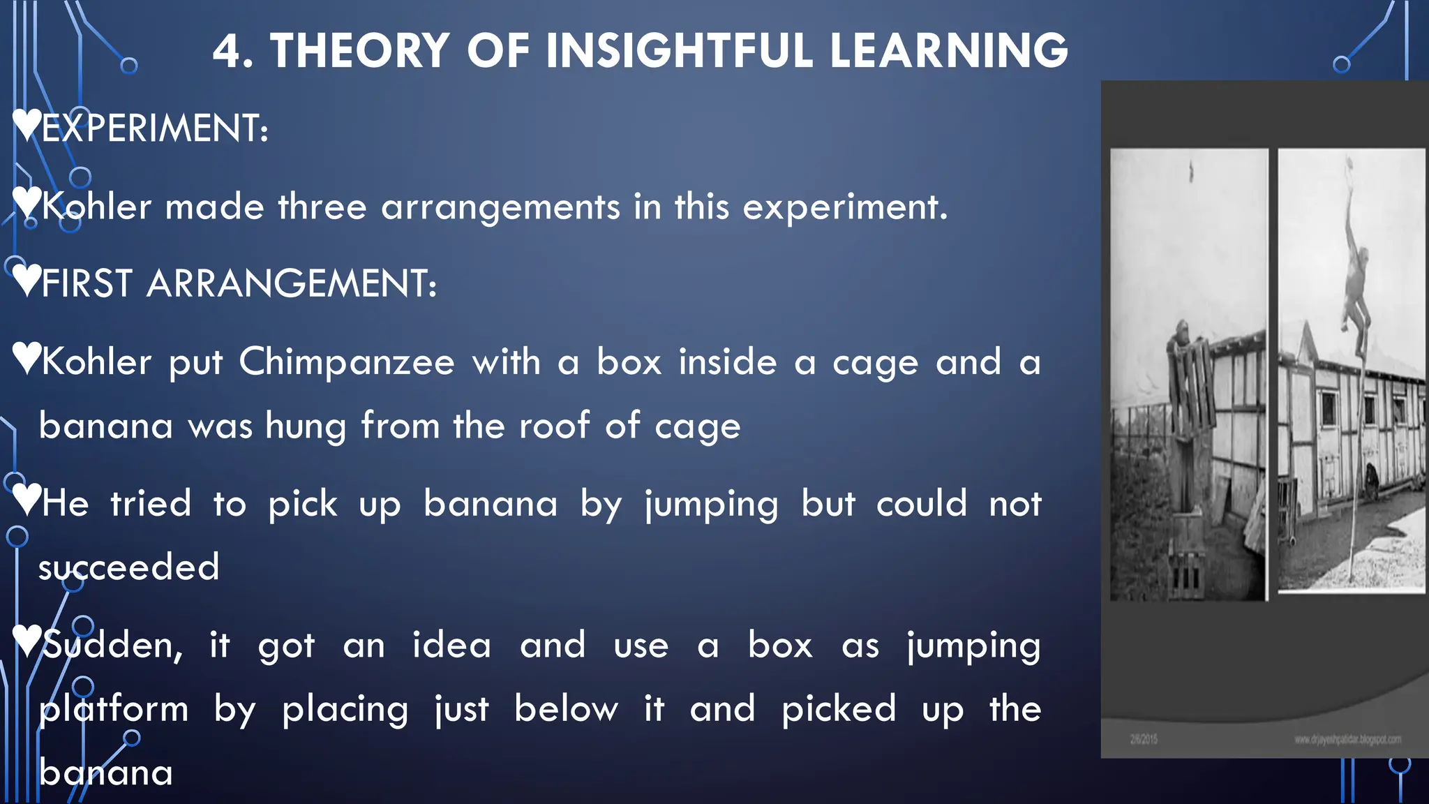 4. THEORY OF INSIGHTFUL LEARNING
♥EXPERIMENT:
♥Kohler made three arrangements in this experiment.
♥FIRST ARRANGEMENT:
♥Kohler put Chimpanzee with a box inside a cage and a
banana was hung from the roof of cage
♥He tried to pick up banana by jumping but could not
succeeded
♥Sudden, it got an idea and use a box as jumping
platform by placing just below it and picked up the
banana
 