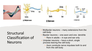 Axon Classifications UNIT VII. THE NERVOUS SYSTEM ANATOMY.pptx