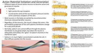 UNIT VII. THE NERVOUS SYSTEM ANATOMY.pptx