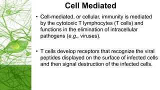 Cell Mediated
• Cell-mediated, or cellular, immunity is mediated
by the cytotoxic T lymphocytes (T cells) and
functions in the elimination of intracellular
pathogens (e.g., viruses).
• T cells develop receptors that recognize the viral
peptides displayed on the surface of infected cells
and then signal destruction of the infected cells.
 