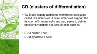 CD (clusters of differentiation)
• T& B cell display additional membrane molecules
called CD molecules. These molecules support the
function of immune cells and also serve to define
functionally distinct sub sets of cells such as:
• CD 4 helper T cell
• CD 8 cytotoxic T cells
 
