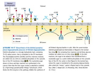 Comprehensive Overview of Protein Targeting and Sorting Mechanisms in ...