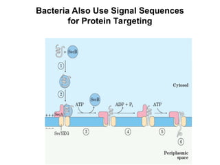 Comprehensive Overview of Protein Targeting and Sorting Mechanisms in ...