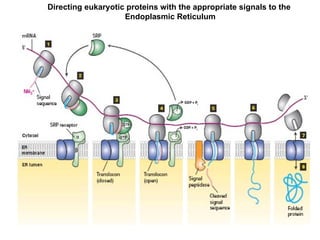 Comprehensive Overview of Protein Targeting and Sorting Mechanisms in ...