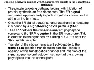 Comprehensive Overview of Protein Targeting and Sorting Mechanisms in ...