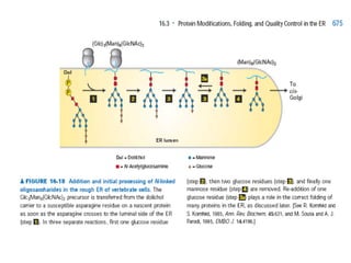 Comprehensive Overview of Protein Targeting and Sorting Mechanisms in ...