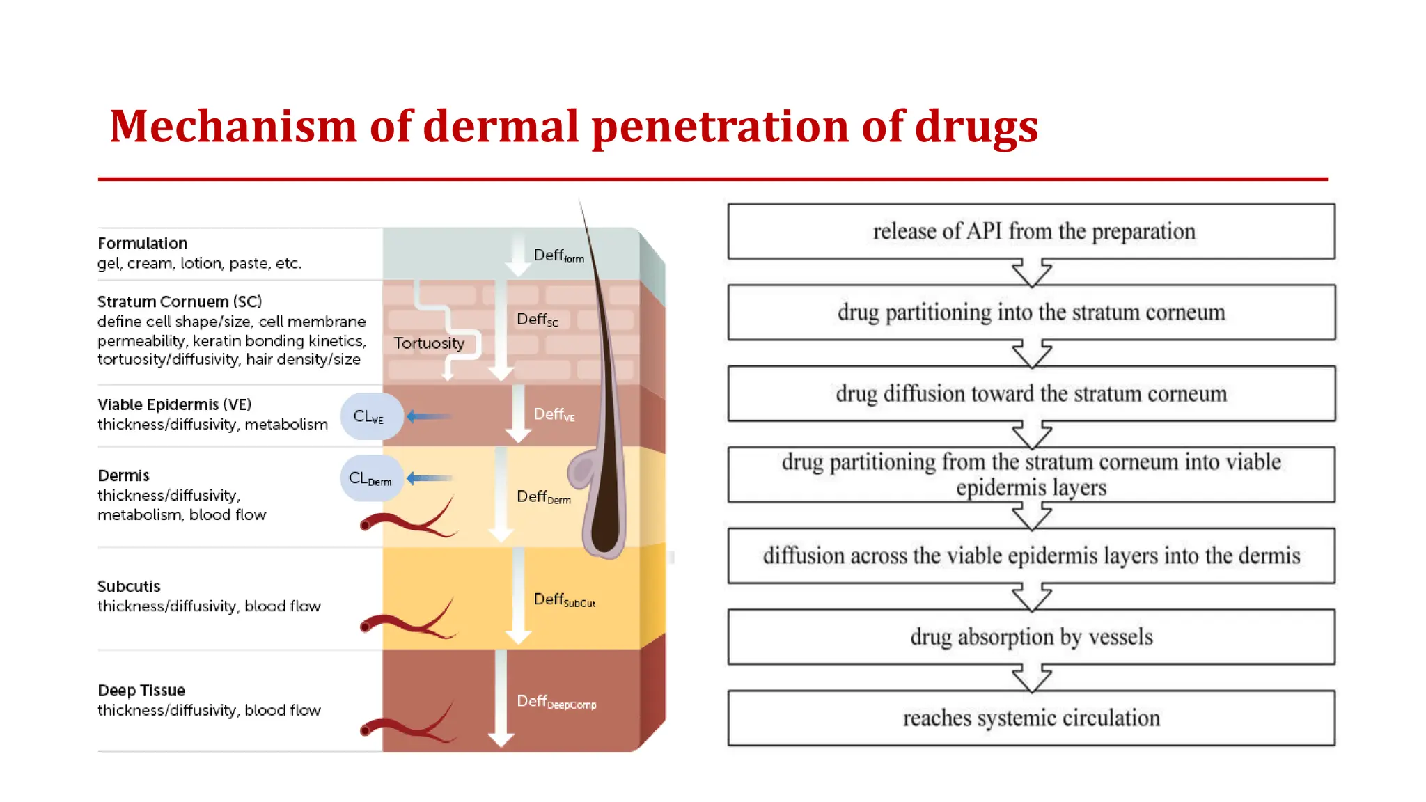 Mechanism of dermal penetration of drugs
 