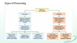 Comprehensive Overview of Memory Processes in Developmental Psychology ...