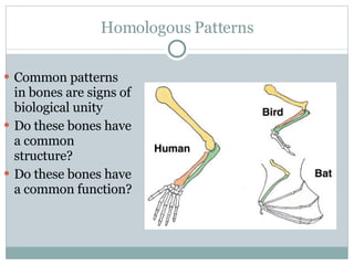 Homologous Patterns Common patterns in bones are signs of biological unity Do these bones have a common structure? Do these bones have a common function? 