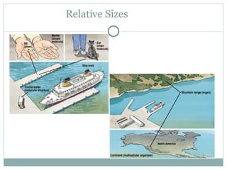 Relative Sizes 