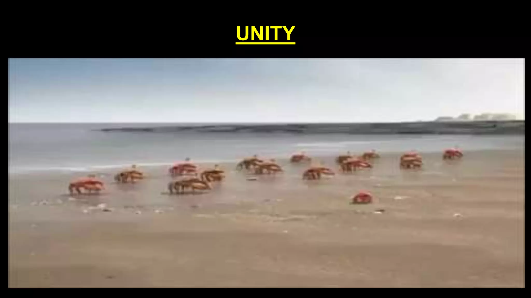 UNITY
 