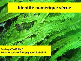 Identité numérique vécue Caulerpa Taxifolia /  Réseaux sociaux / Propagation / Viralité 