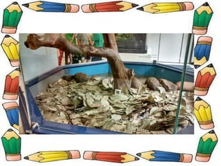 Museu de Ciências Naturais!