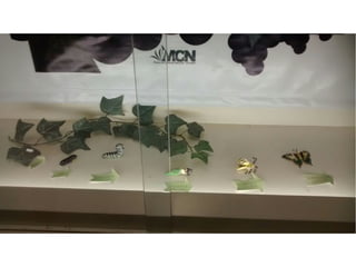 Museu de Ciências Naturais!