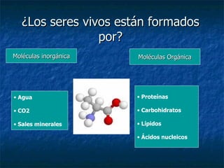 ¿Los seres vivos están formados por? Moléculas inorgánica Moléculas Orgánica Agua  CO2 Sales minerales Proteínas Carbohidratos Lípidos Ácidos nucleicos 