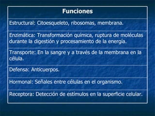 Funciones Receptora: Detección de estímulos en la superficie celular. Hormonal: Señales entre células en el organismo. Defensa: Anticuerpos. Transporte: En la sangre y a través de la membrana en la célula. Enzimática: Transformación química, ruptura de moléculas durante la digestión y procesamiento de la energía. Estructural: Citoesqueleto, ribosomas, membrana. 