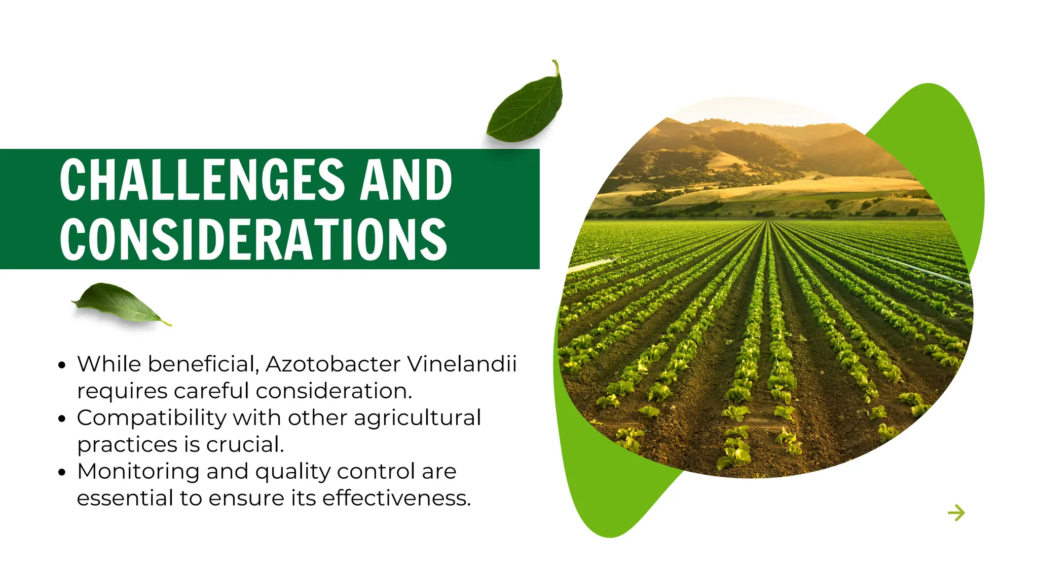 Azotobacter Vinelandii: Understanding Its Role in Nitrogen Fixation | PDF