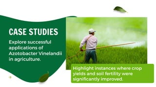 Azotobacter Vinelandii: Understanding Its Role in Nitrogen Fixation | PDF