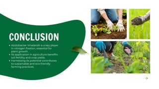 Azotobacter Vinelandii: Understanding Its Role in Nitrogen Fixation | PDF