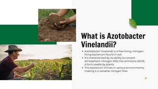 Azotobacter Vinelandii: Understanding Its Role in Nitrogen Fixation | PDF