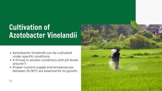 Azotobacter Vinelandii: Understanding Its Role in Nitrogen Fixation | PDF