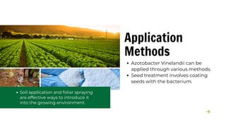 Azotobacter Vinelandii: Understanding Its Role in Nitrogen Fixation | PDF