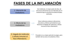 FASES DE LA INFLAMACIÓN
1. Liberación de
mediadores.
2. Efecto de los
mediadores
3. Llegada de moléculas
y células inmunes al
foco inflamatorio.
Son moléculas, la mayor parte de ellas, de
estructura elemental que son liberadas por el
mastocito bajo la actuación de determinados
estímulos.
Proceden en su mayor parte de la sangre, pero
también de las zonas circundantes al foco.
Estas moléculas producen alteraciones
vasculares y efectos quimiotácticos que
favorecen la llegada de moléculas y células
inmunes al foco inflamatorio
 