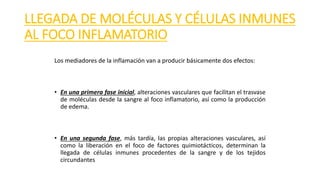 LLEGADA DE MOLÉCULAS Y CÉLULAS INMUNES
AL FOCO INFLAMATORIO
Los mediadores de la inflamación van a producir básicamente dos efectos:
• En una primera fase inicial, alteraciones vasculares que facilitan el trasvase
de moléculas desde la sangre al foco inflamatorio, así como la producción
de edema.
• En una segunda fase, más tardía, las propias alteraciones vasculares, así
como la liberación en el foco de factores quimiotácticos, determinan la
llegada de células inmunes procedentes de la sangre y de los tejidos
circundantes
 
