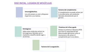 FASE INICIAL. LLEGADA DE MOLÉCULAS
Inmunoglobulinas.
Los anticuerpos se unen y bloquean
el germen y sus toxinas.
Factores del complemento.
El complemento se puede activar por
la vía alternativa, por productos
liberados directamente por el
germen.
Kininógenos
Sobre estas moléculas actúan las
kininogenasas liberadas por el
mastocito y basófilo dando lugar a
las kininas.
Proteínas de la fase aguda
Destaca la proteína C Reactiva (PCR)
que tiene la capacidad de fijar
determinados gérmenes como el
neumococo y de activar el
complemento por la vía clásica .
Factores de la coagulación.
 