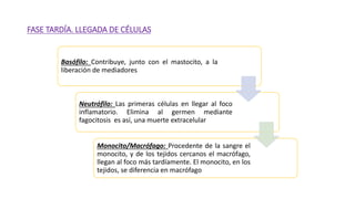 FASE TARDÍA. LLEGADA DE CÉLULAS
Basófilo: Contribuye, junto con el mastocito, a la
liberación de mediadores
Neutrófilo: Las primeras células en llegar al foco
inflamatorio. Elimina al germen mediante
fagocitosis es así, una muerte extracelular
Monocito/Macrófago: Procedente de la sangre el
monocito, y de los tejidos cercanos el macrófago,
llegan al foco más tardíamente. El monocito, en los
tejidos, se diferencia en macrófago
 