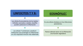 LINFOCITOS T Y B:
Las células B procedentes de los tejidos
linfoides asociados a tejidos, basófilo
pueden potenciar la inflamación
Las células T comienzan a producir
linfoquinas que prolongan la inflamación
en una respuesta inmune más elaborada
EOSINÓFILO:
Es una célula citotóxica en las infecciones
parasitarias.
Parece además tener en la inflamación
una función reguladora
 