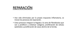 REPARACIÓN
• Han sido eliminadas por la propia respuesta inflamatoria, se
inician los procesos de reparación.
• Estos procesos integran la llegada a la zona de fibroblastos que
van a proliferar y sintetizar colágeno, proliferación de células
epiteliales y proliferación de vasos dentro de la herida.
 