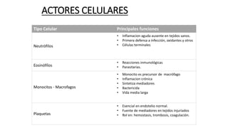 ACTORES CELULARES
Tipo Celular Principales funciones
Neutrófilos
• Inflamacion aguda ausente en tejidos sanos.
• Primera defensa a infección, oxidantes y otros
• Células terminales
Eosinófílos
• Reacciones inmunológicas
• Parasitarias.
Monocitos - Macrofagos
• Monocito es precursor de macrófago
• Inflamacion crónica
• Sintetiza mediadores
• Bactericida
• Vida media larga
Plaquetas
• Esencial en endotelio normal.
• Fuente de mediadores en tejidos injuriados
• Rol en: hemostasis, trombosis, coagulación.
 