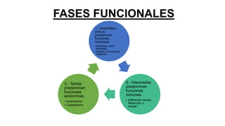 FASES FUNCIONALES
1.- Inmediata o
precoz:
predominan
funciones
nerviosas.
•Sensitivas: dolor,
analgesia.
•Motoras: Contracción,
relajación.
2.- Intermedia:
predominan
funciones
inmunes.
• Infiltración tisular:
Molecular o
celular.
3.- Tardía:
predominan
funciones
endocrinas.
• Anabolismo
• Catabolismo
 