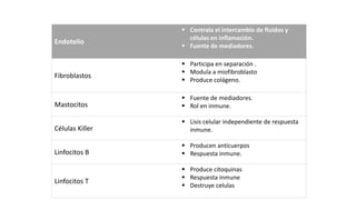 Endotelio
 Contrala el intercambio de fluidos y
células en inflamación.
 Fuente de mediadores.
Fibroblastos
 Participa en separación .
 Modula a miofibroblasto
 Produce colágeno.
Mastocitos
 Fuente de mediadores.
 Rol en inmune.
Células Killer
 Lisis celular independiente de respuesta
inmune.
Linfocitos B
 Producen anticuerpos
 Respuesta inmune.
Linfocitos T
 Produce citoquinas
 Respuesta inmune
 Destruye celulas
 