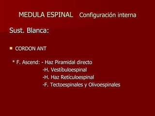 MEDULA ESPINAL  Configuración interna Sust. Blanca: CORDON ANT   * F. Ascend: - Haz Piramidal directo -H. Vestíbuloespinal -H. Haz Retículoespinal -F. Tectoespinales y Olivoespinales 