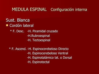 MEDULA ESPINAL  Configuración interna Sust. Blanca Cordón lateral * F. Desc.  -H. Piramidal cruzado -H.Rubroespinal -H. Tectoespinal * F. Ascend. -H. Espinocerebeloso Directo -H. Espinocerebeloso Ventral -H. Espinotalámico lat. o Dorsal -H. Espinotectal 