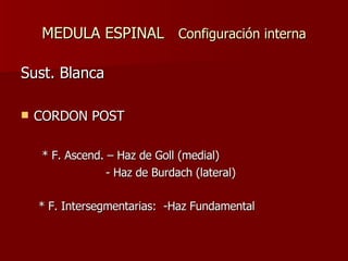 MEDULA ESPINAL  Configuración interna Sust. Blanca CORDON POST * F. Ascend. – Haz de Goll (medial) - Haz de Burdach (lateral) * F. Intersegmentarias:  -Haz Fundamental 
